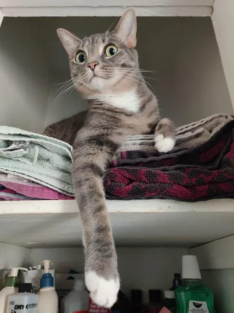 Truffles screams until I open this cabinet, then claims the top shelf like she pays rent
