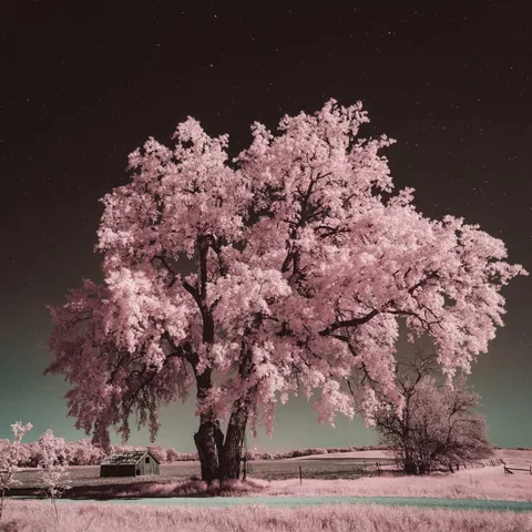 Infrared photography at night