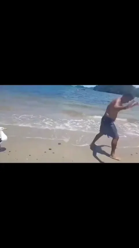 My man got laughed at by a seagull!