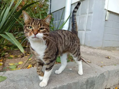 I met this cat on the street😍