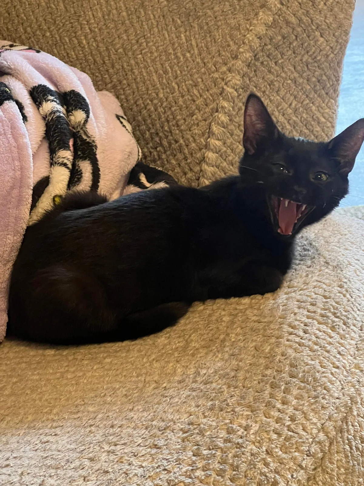 Just adopted Luci this afternoon. I’m obsessed with my baby.