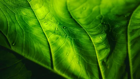 11 Countries. 5 Months. Overlanding West Africa - From the Sahara to the Rainforest  [OC]