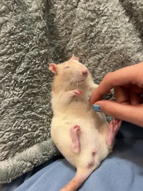 Her majesty Queen Ruby ✨