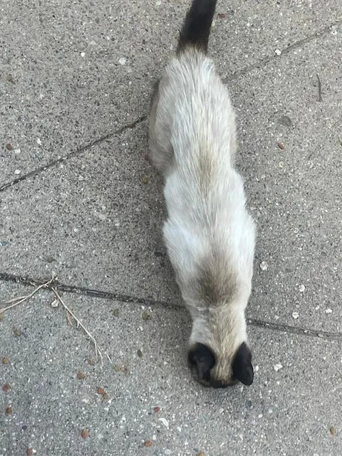 I've been feeding this feral cat every day for a year and now Im moving.