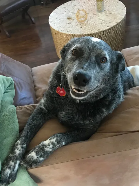 Jack is a very hard-working, handsome boy who herds chickens for a living.
