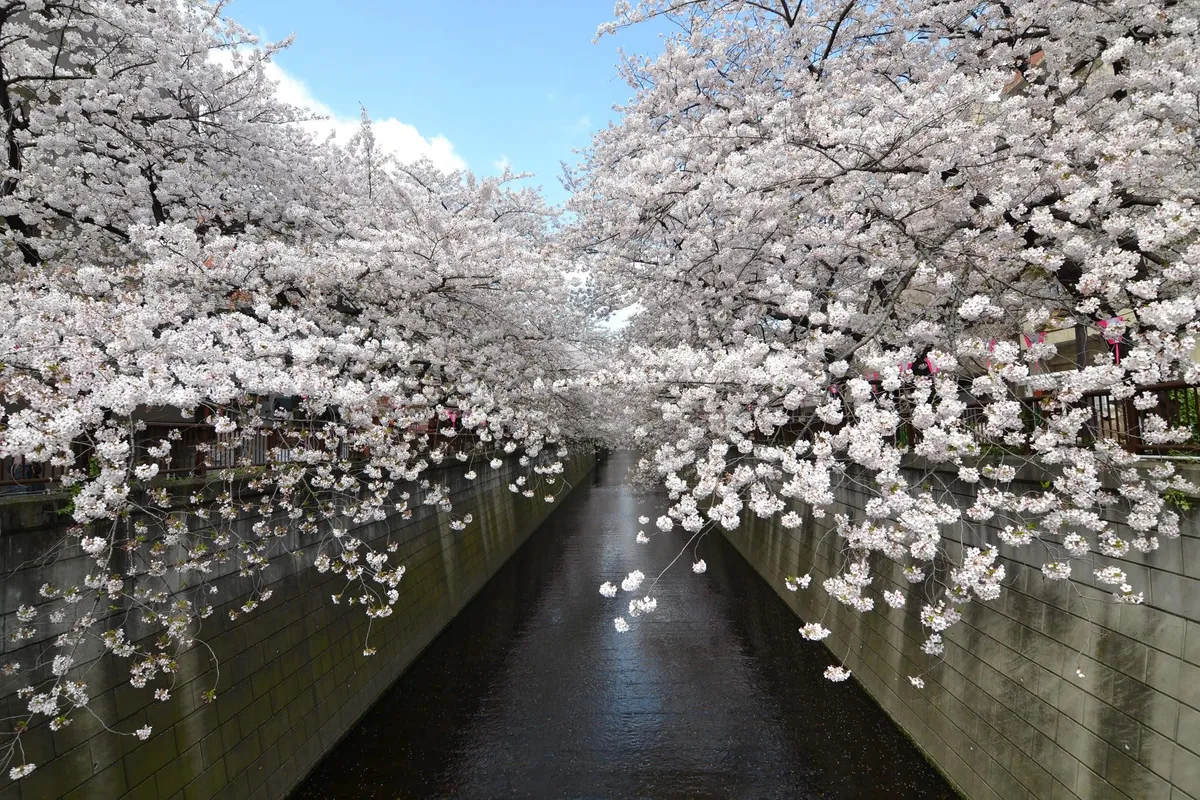 Meguro River, Tokyo, Japan - Felt like it was snowing when the cherry blossom pedals would fall. Can't wait to go back!