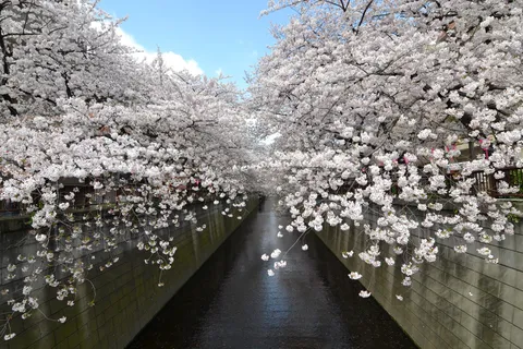 Meguro River, Tokyo, Japan - Felt like it was snowing when the cherry blossom pedals would fall. Can't wait to go back!