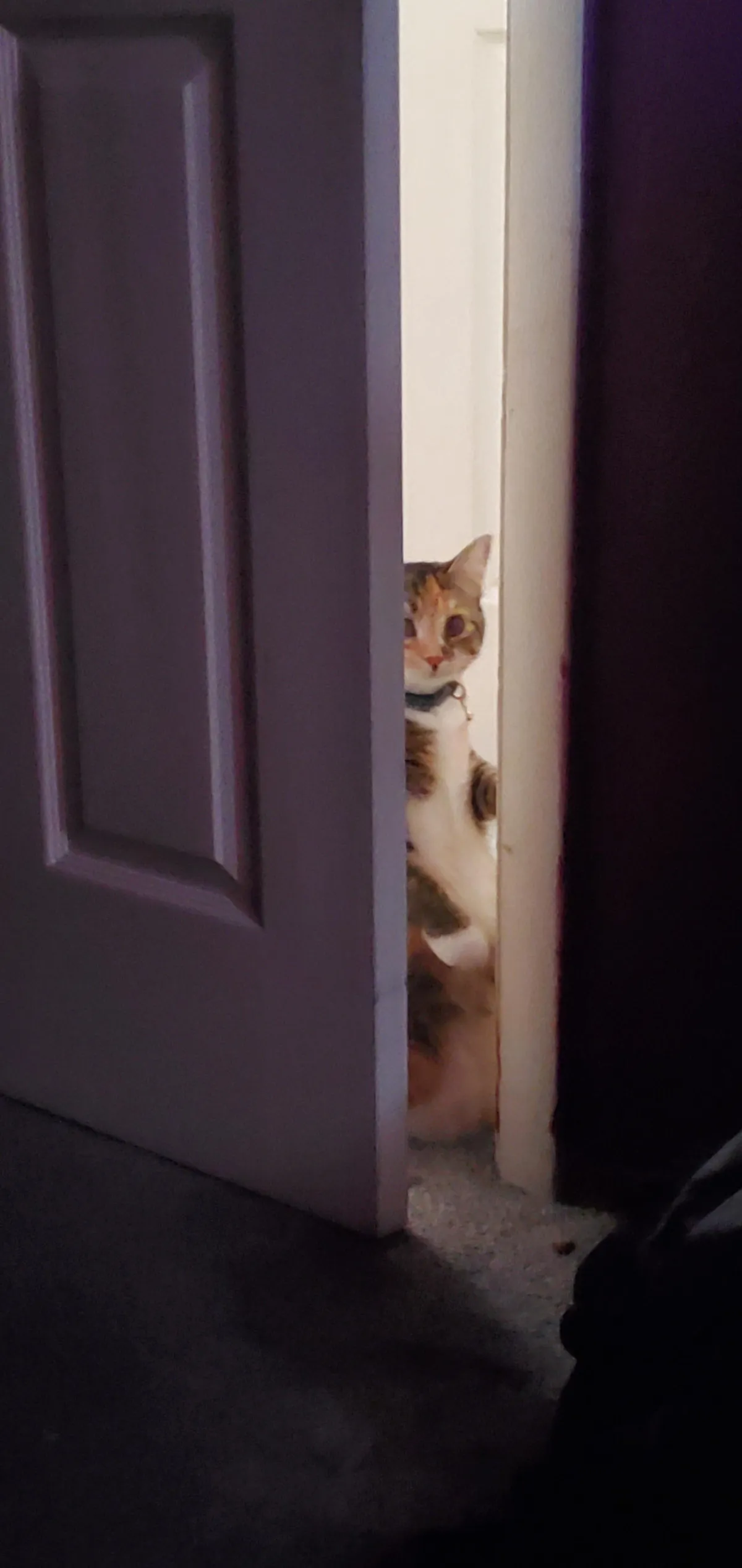 This is how my cat checks in on my when I have a headache