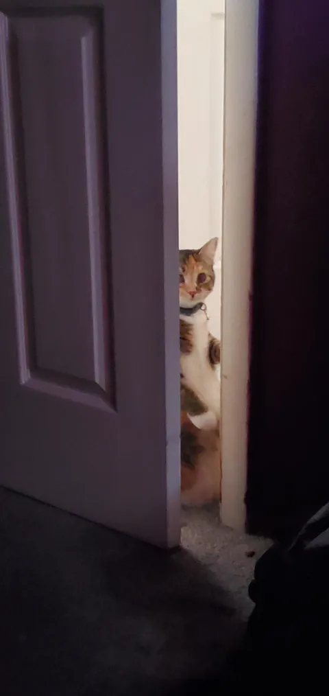 This is how my cat checks in on my when I have a headache