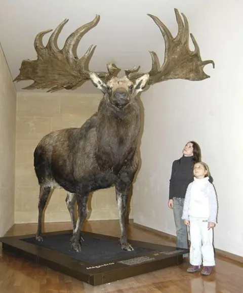 The Irish Elk, the largest deer species to ever live