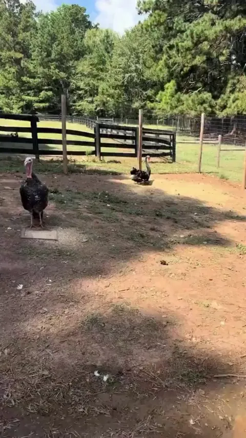 She is so proud and happy to show her egg 🥚