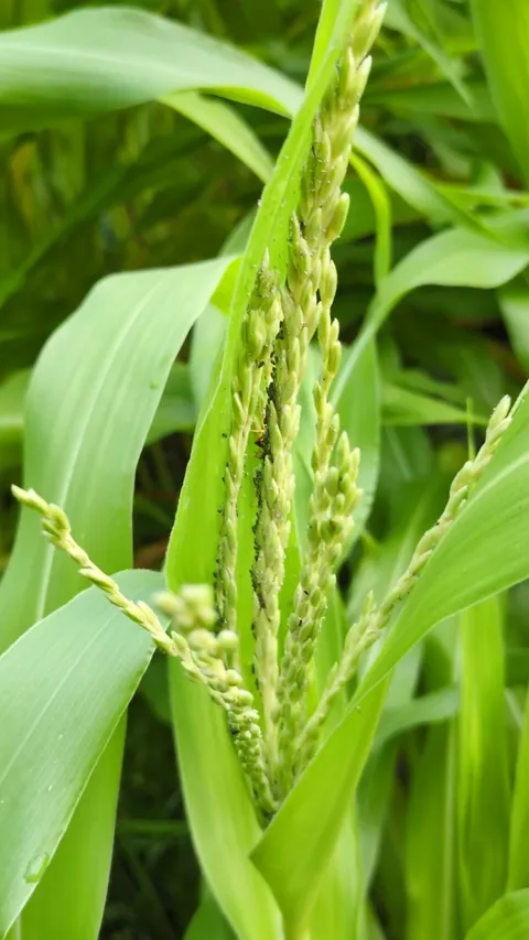 I never realized yellow jackets ate aphids!