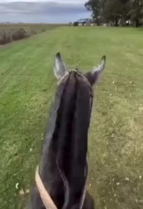 Who needs leash when you have a horse?