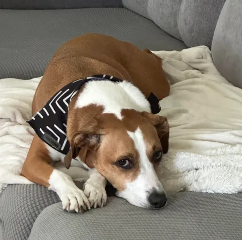 Meet Moxie, Our Rescued Princess. Treeing Walker Coonhound /  Staffy Mix