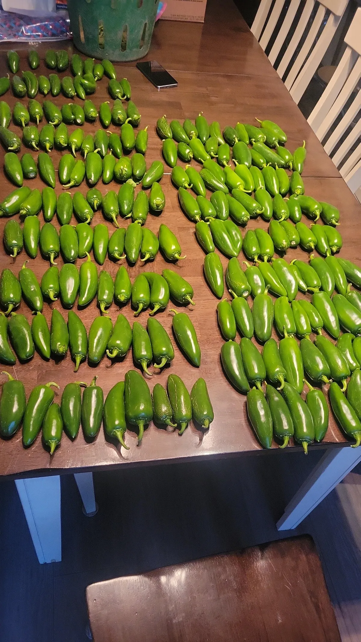 My wife went to get groceries and showed up an hour later with 188 jalapeno peppers