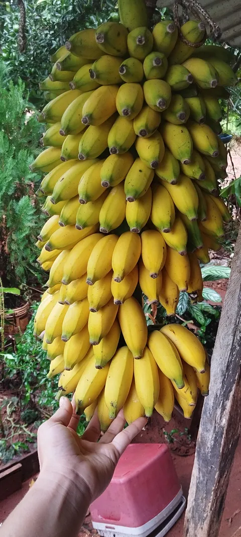 My freshly harvested bunch of bananas. Does anyone else in the community grow bananas at home?