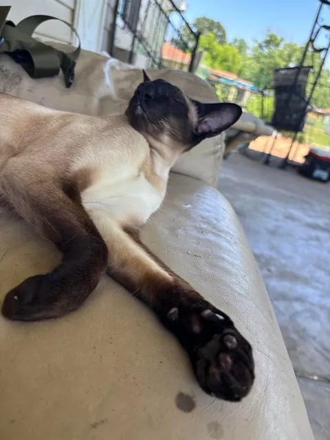 Spoiled rotten. Will not eat, star kiss tuna, only bumblebee. We are talking high maintenance.