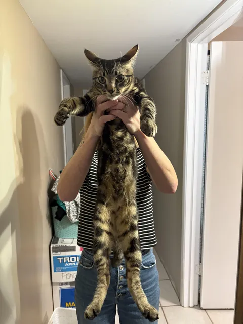 If a cat is big for his age (6 months) does that mean he will be a big cat?