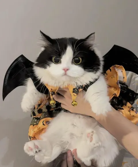 Catman for costume day 🦇