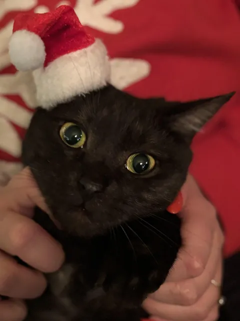 Merry christmas from Jellybean!