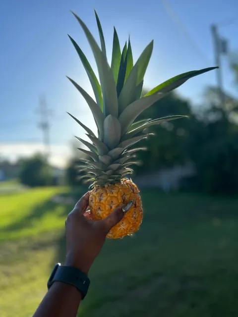 I harvested my first pineapple! 🍍
