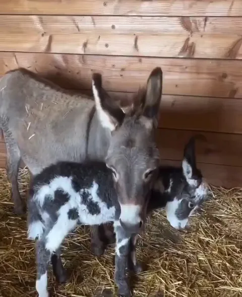 Mama donkey and her newborn baby..🐴😍