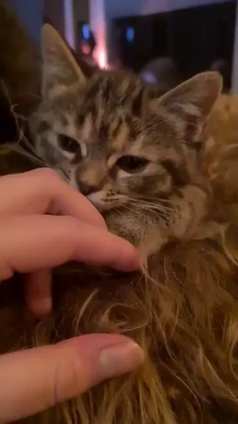 The first time I met Miso, she immediately started licking my finger. She still does it now at 1 year old. Please always stay weird, my lil tiger girl 🥰