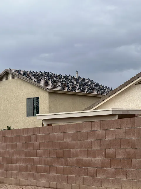 There is one house in my neighborhood where the roof is always covered in birds