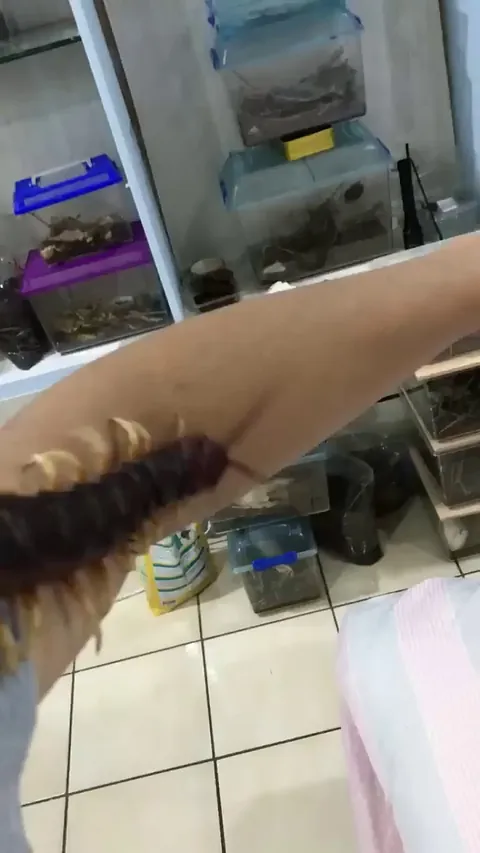 Giant centipede, crawls around man's arm.