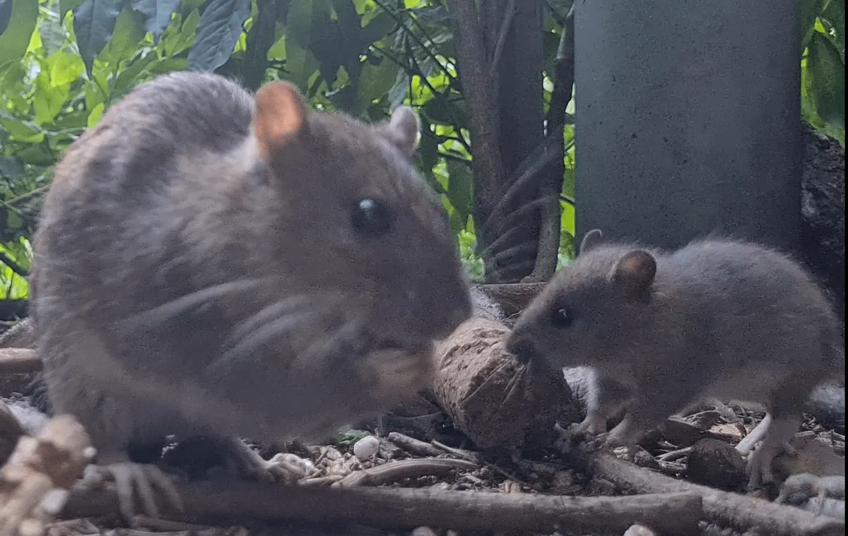 I photographed my wild garden rats