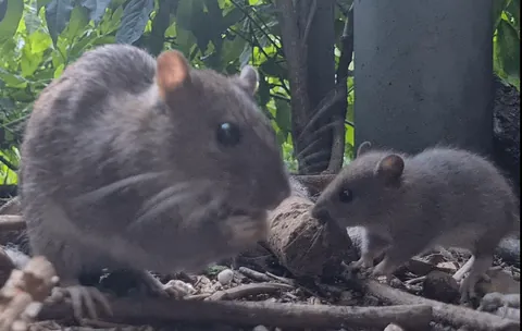 I photographed my wild garden rats