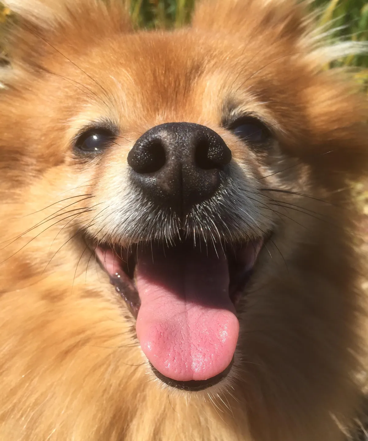 More noses of the dogs I walk