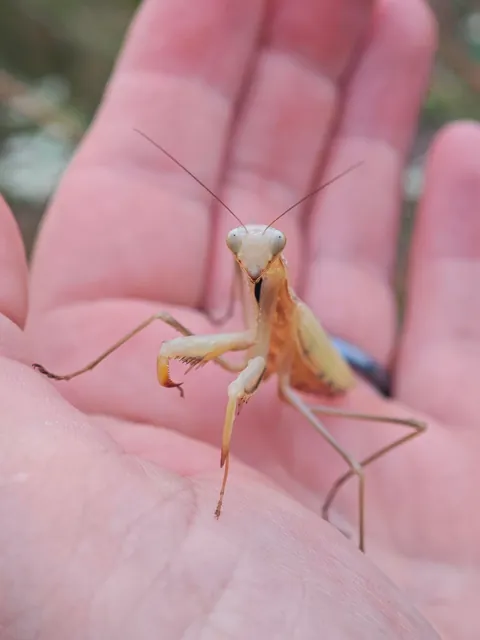 🔥 We have a new resident in the garden, and it's a bit of a rarity in Germany. A European mantis (Mantis religiosa) 🔥