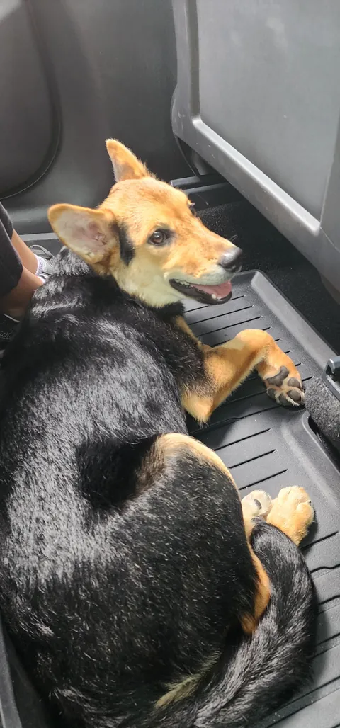 Our new pupper (shepherd mix)