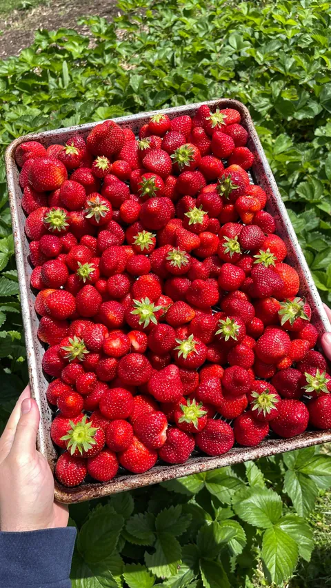 First year the strawberries are really doing their thing 🍓