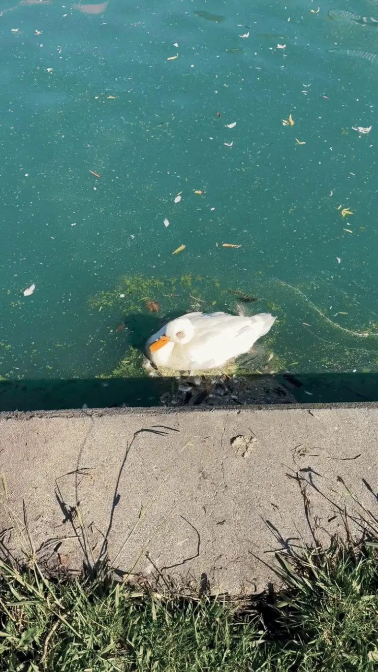 A duck at my community park had both eyes freshly gouged out