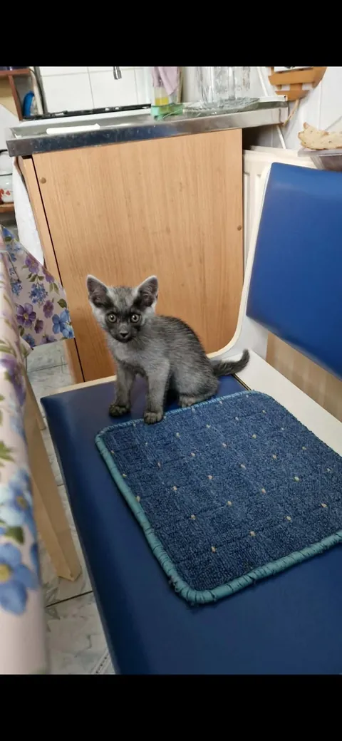 My little monkey grey cat vs now