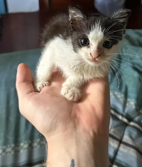 Found him in covered in engine oil 2 years ago, his name is Castrol.