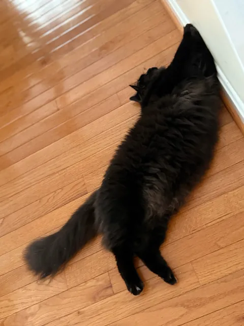 Meet Ahsoka, my brothers' cat