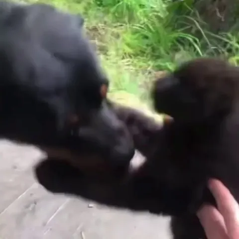 Abandoned Black Panther grows up with Rottweiler.