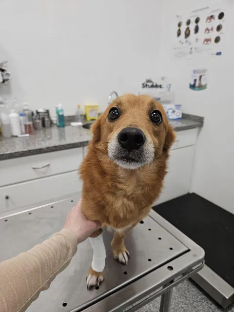 This dog that my GF wants to bring home