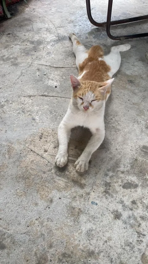 Random guy walked into my shop unannounced. Now he’s chilling.