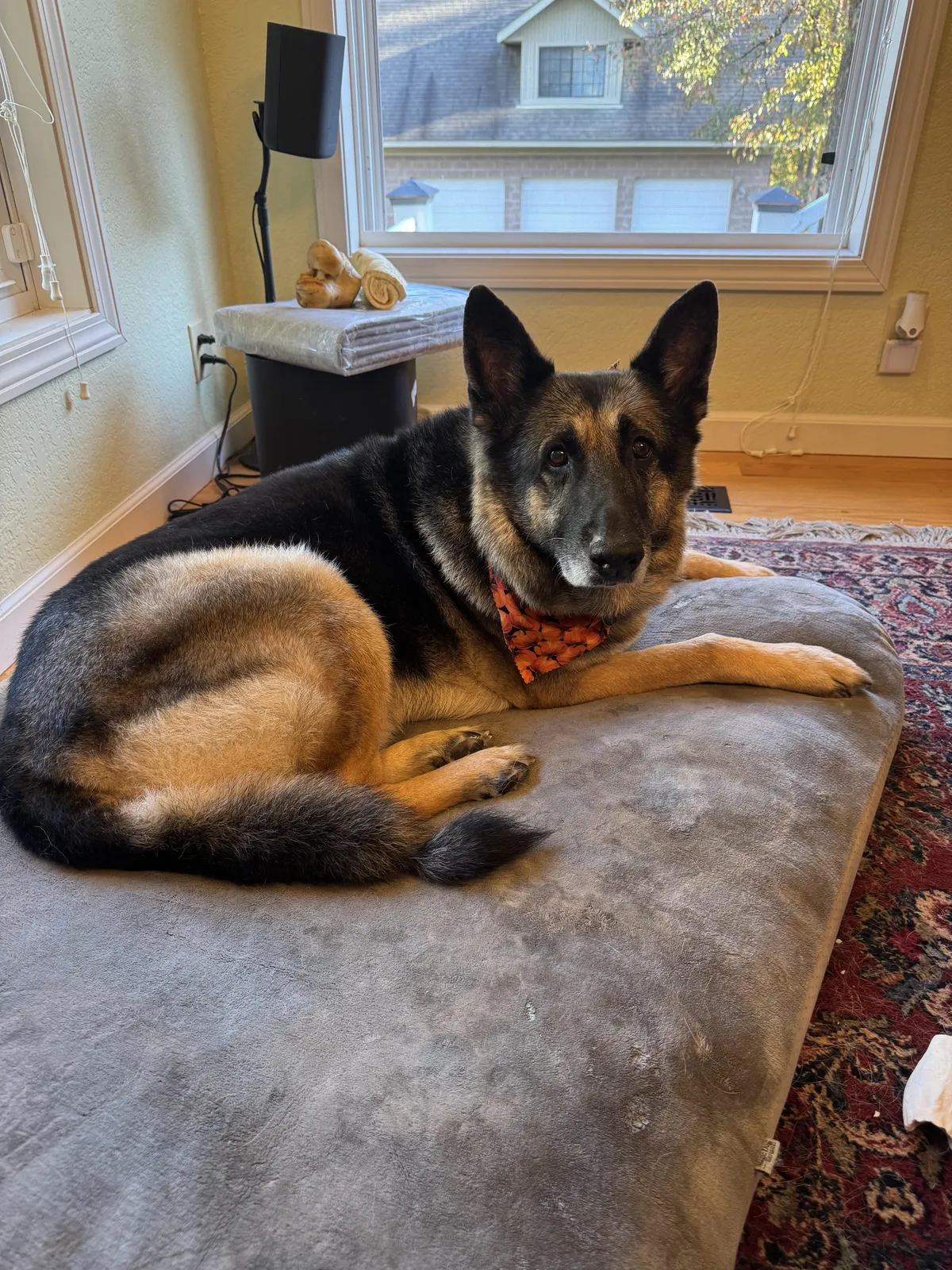 He’s nearly 13 years old but Duke still has it. Handsome Dog for sure. 