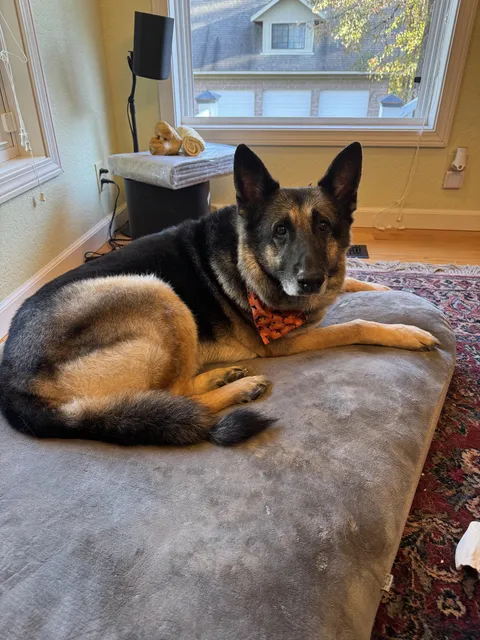 He’s nearly 13 years old but Duke still has it. Handsome Dog for sure. 