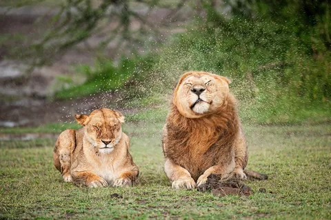 🔥 19 images from the Comedy Wildlife People's Choice Awards