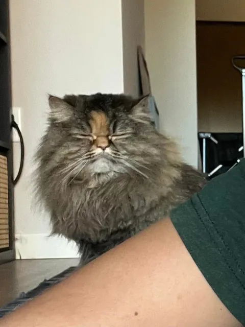 Took my cat to the groomer for a much needed deshed