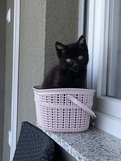 My little cat that fits everywhere