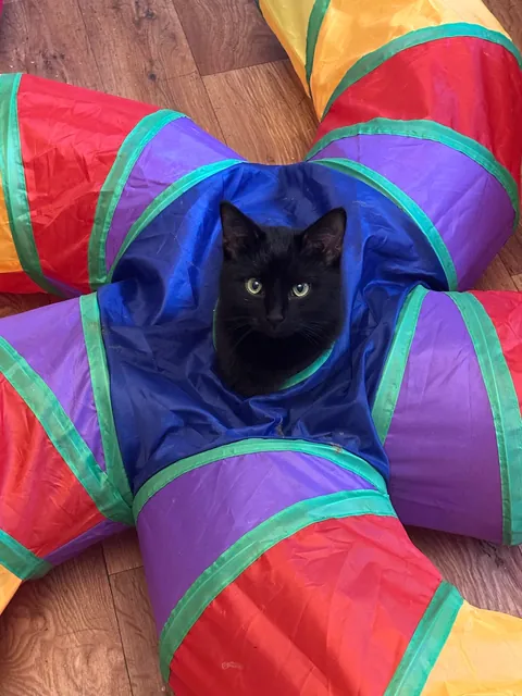 I volunteer at a cat hospice and it’s a place full of love