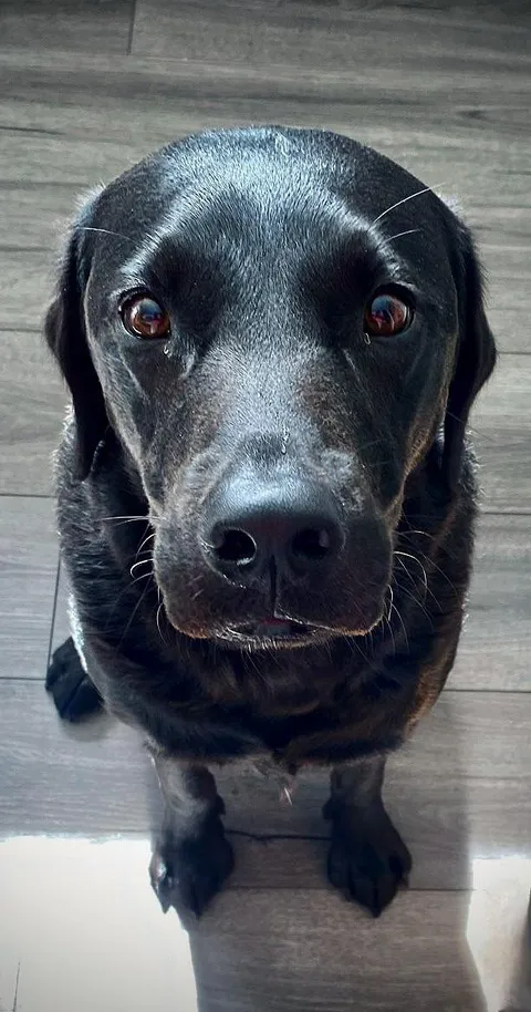 Do I pay the cheese tax? 