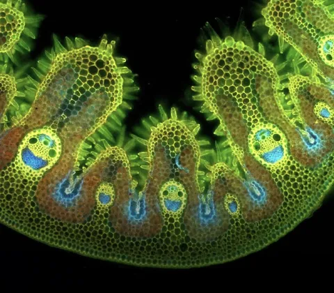 Rain activates grass cells that resemble smiley faces under the microscope.